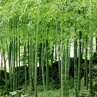 Bambus - Phyllostachys pubescens