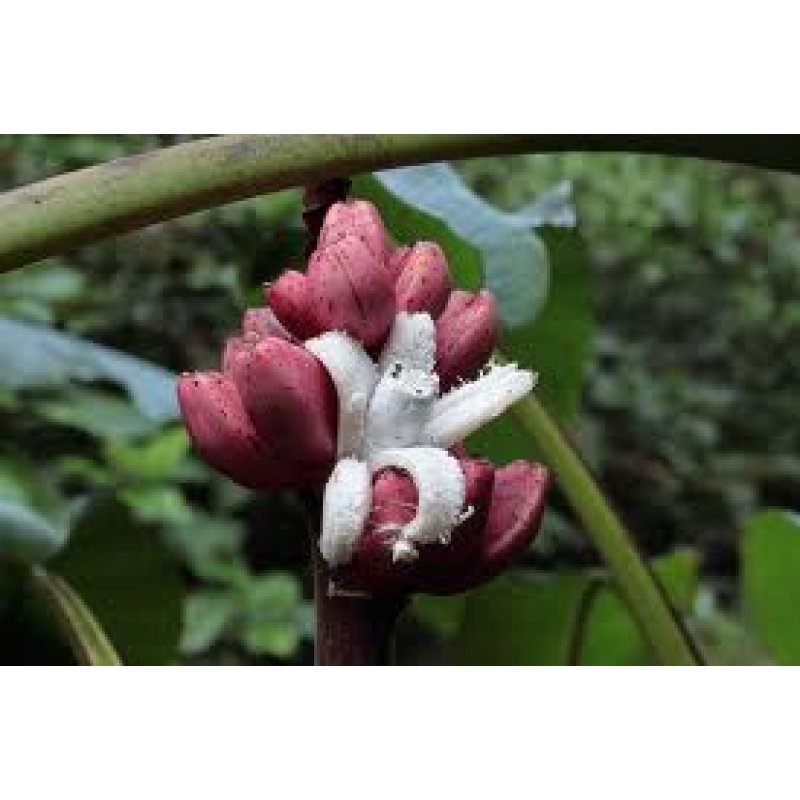 Banane fürs Wohnzimmer – Musa Velutina