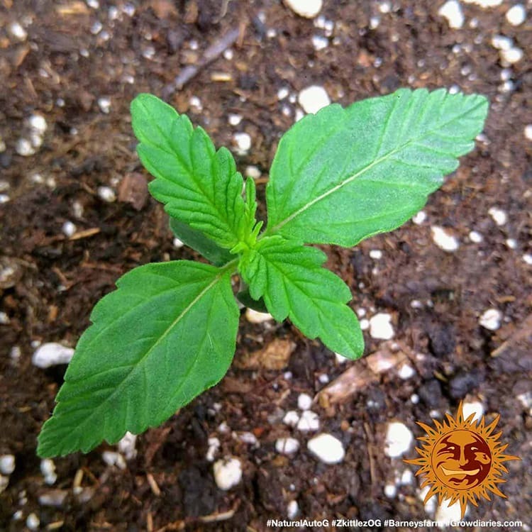 Barney's Farm Zkittlez OG Auto Feminisierte Autoflower