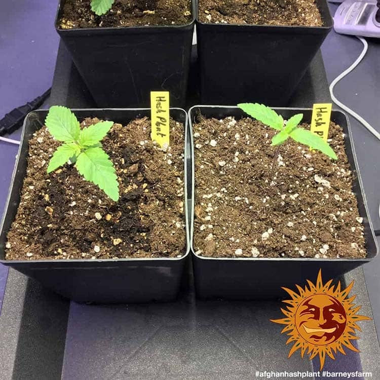 Afghan Hash Plant Regular von Barney's Farm
