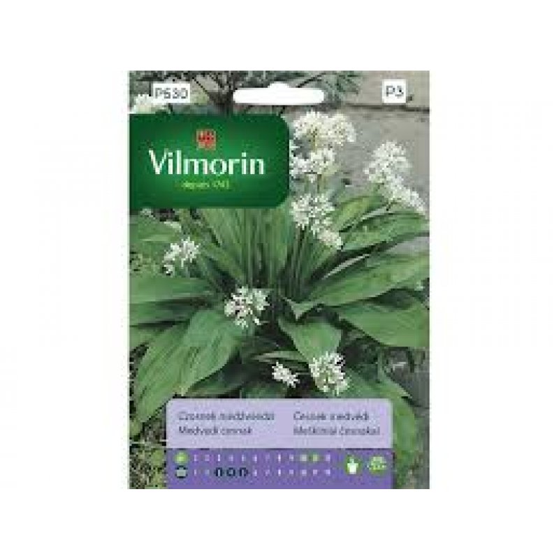 Bärlauch - Allium ursinum LLL