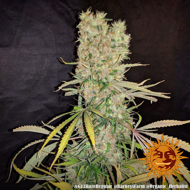 Barney's Farm G13 Haze Regular