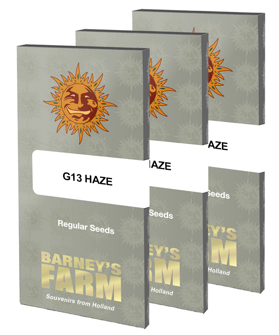 Barney's Farm G13 Haze Regular