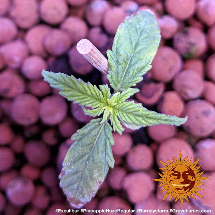 Barney's Farm Pineapple Haze Regular