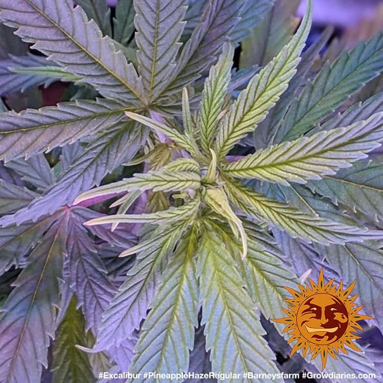 Barney's Farm Pineapple Haze Regular