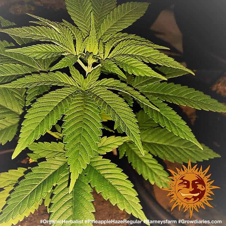 Barney's Farm Pineapple Haze Regular