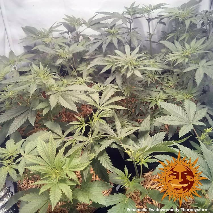 Barney's Farm Widow Remedy Regular