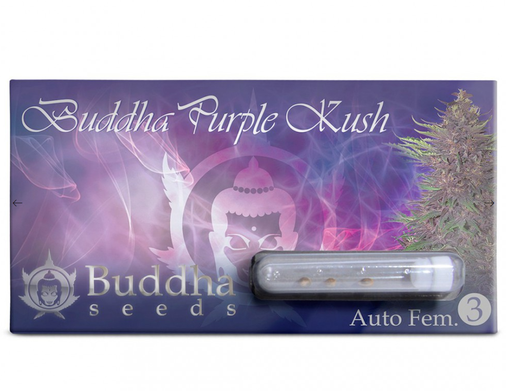 Buddha Seeds Buddha Purple Kush Feminisierte Autoflower