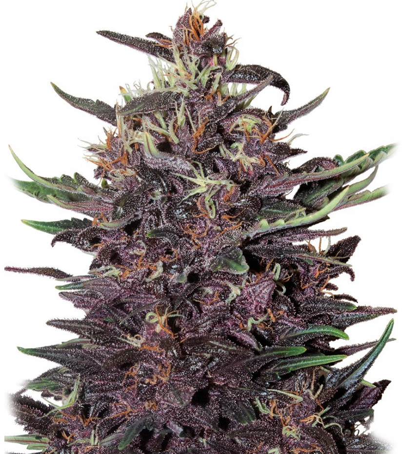 Buddha Seeds Buddha Purple Kush Feminisierte Autoflower