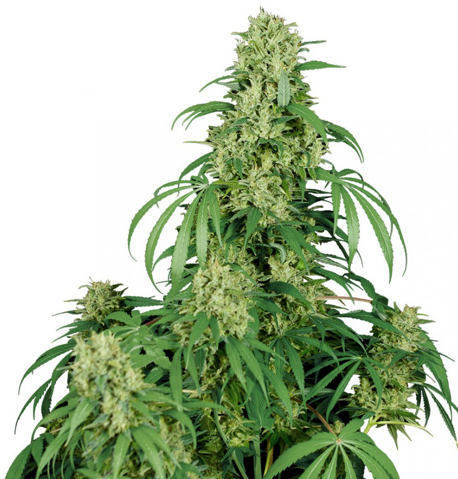 Buddha Seeds Calamity Jane Auto Feminisierte Autoflower