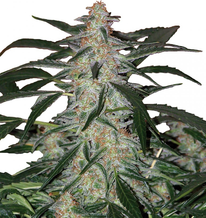 Buddha Seeds Deimos Feminisiert Autoflower