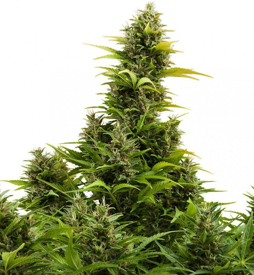 Buddha Seeds Medikit Autoflowering Feminisierter Autoflower