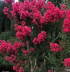 Lagerstroemia Indica, 30 Stk