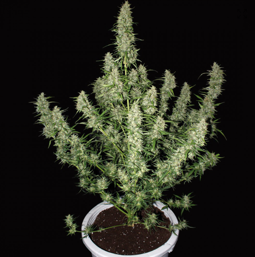 Buddha Seeds Magnum Feminisiert Autoflower