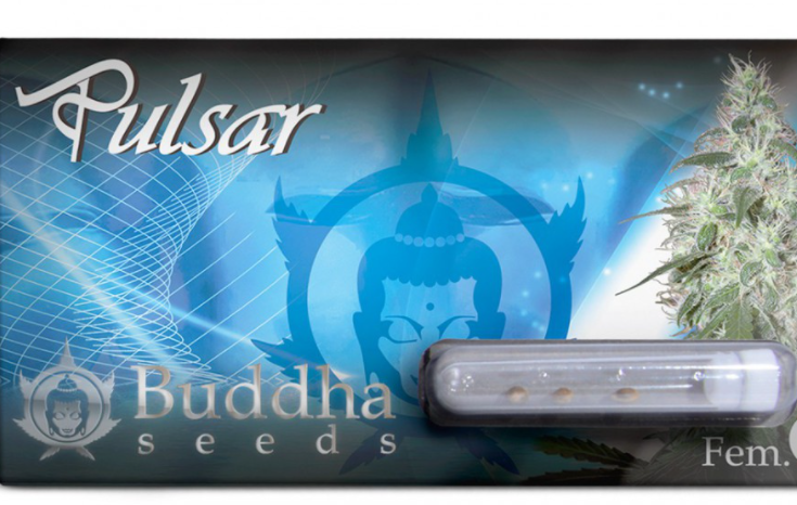 Buddha Seeds Pulsar Feminisiert