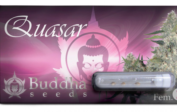 Buddha Seeds Quasar Feminisiert