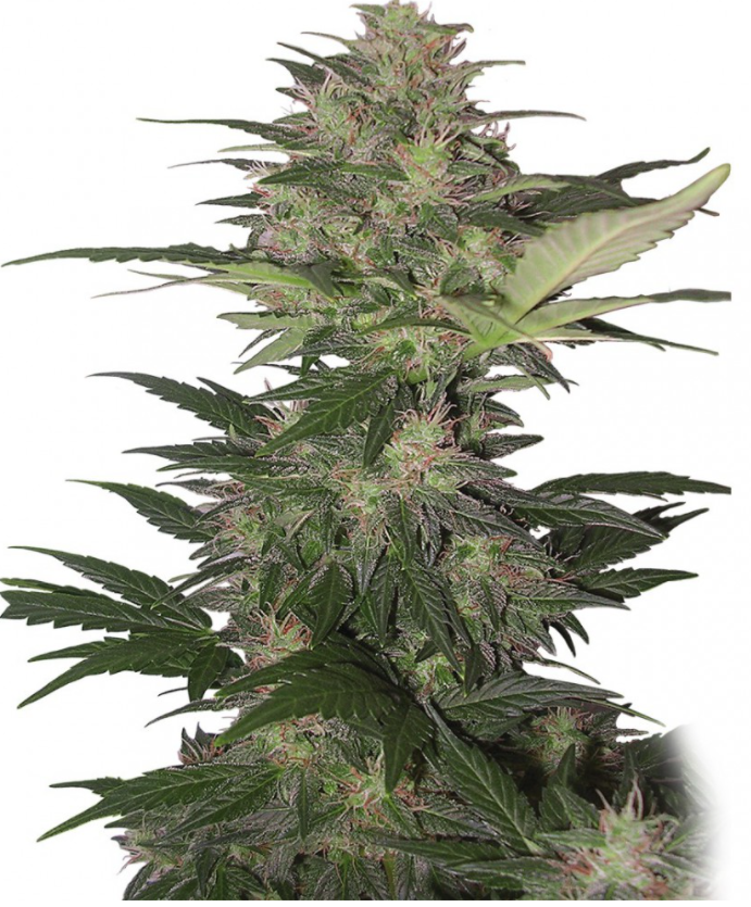 Buddha Seeds Red Dwarf Feminisiert Autoflower