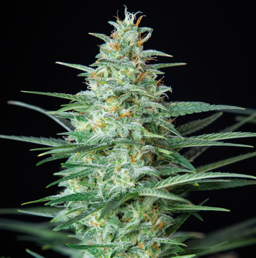 Buddha Seeds Red Dwarf Feminisiert Autoflower