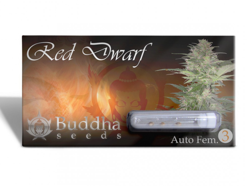 Buddha Seeds Red Dwarf Feminisiert Autoflower