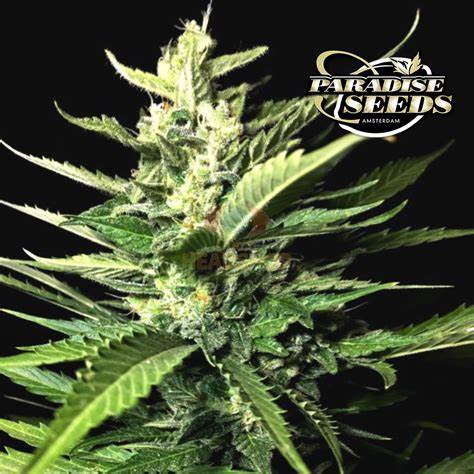 Paradise Seeds Auto Kong 4 Feminisierte Autoflower