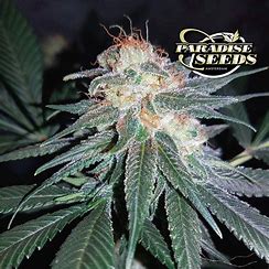 Paradise Seeds CBDivine, feminisiert