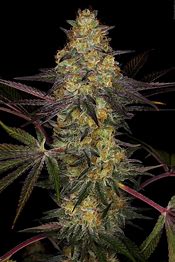 Paradise Seeds El Dorado OG, Feminisiert