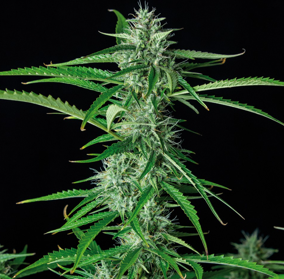 Buddha Seeds Syrup Feminisiert Autoflower