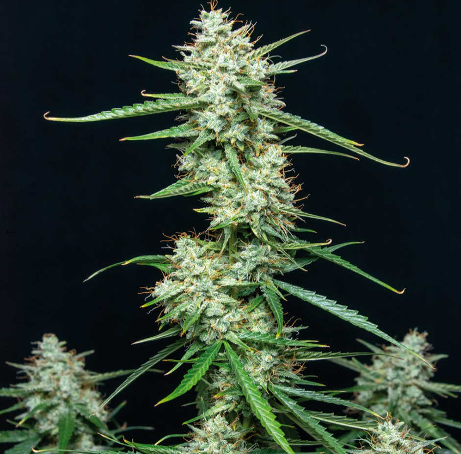 Buddha Seeds Syrup Feminisiert Autoflower