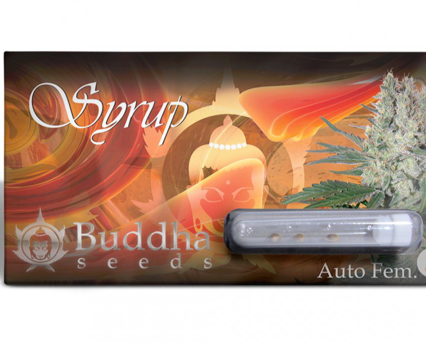 Buddha Seeds Syrup Feminisiert Autoflower