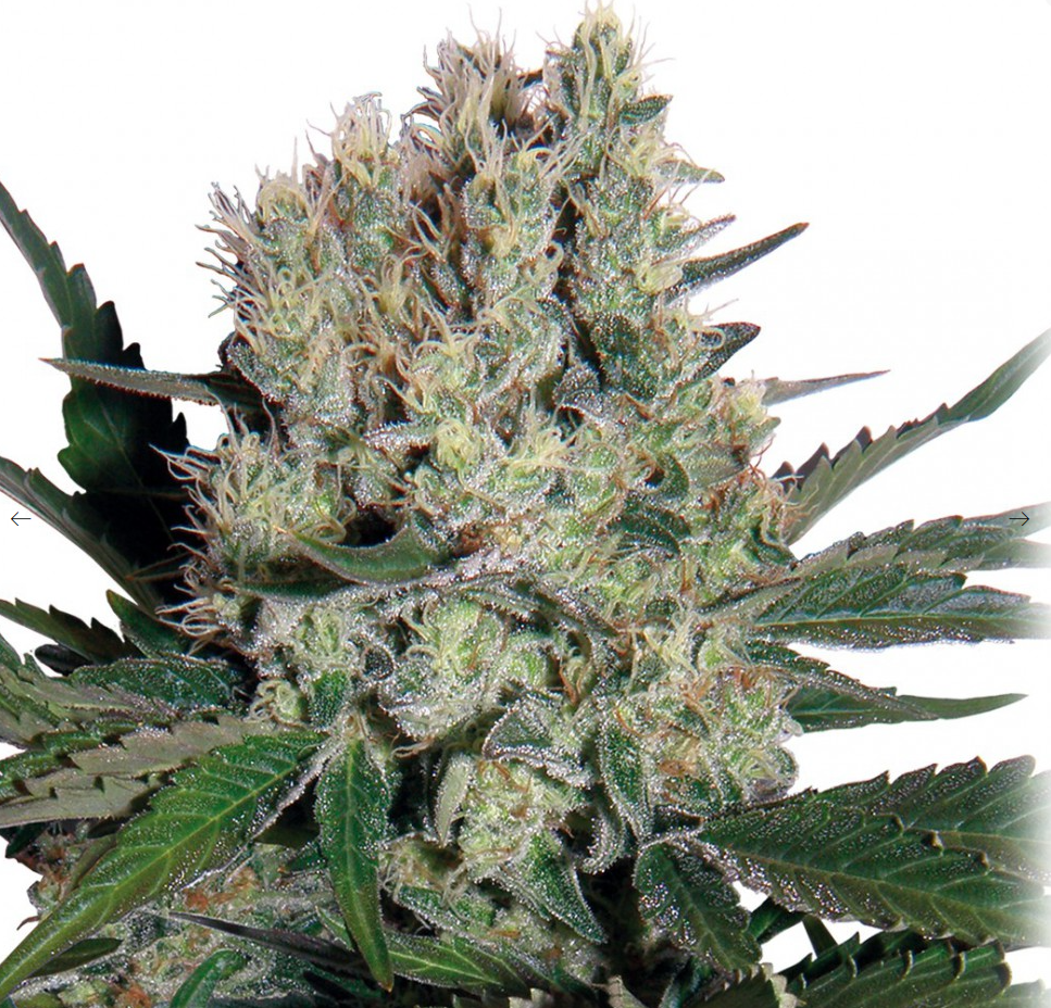 Buddha Seeds Syrup Feminisiert Autoflower