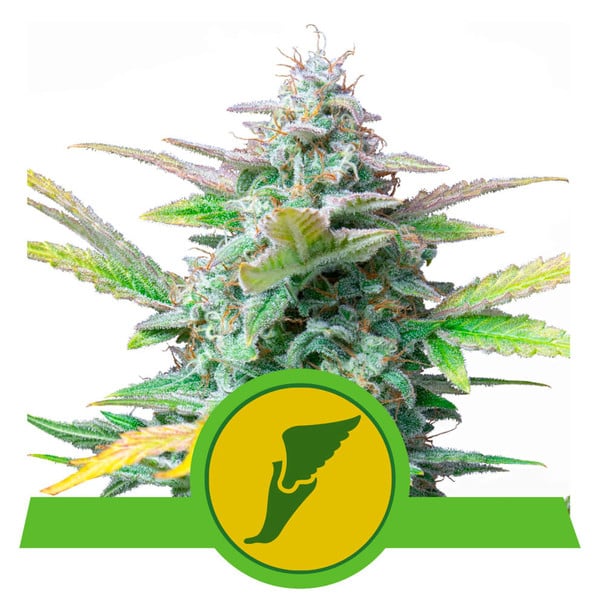 Royal Queen Seeds Quick One Feminisierte Autoflower