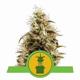 Royal Queen Seeds Royal Jack Automatic, feminisierte Autoflower