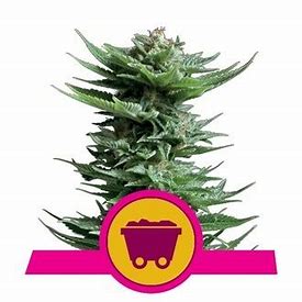 Royal Queen Seeds Shining Silver Haze, regulär