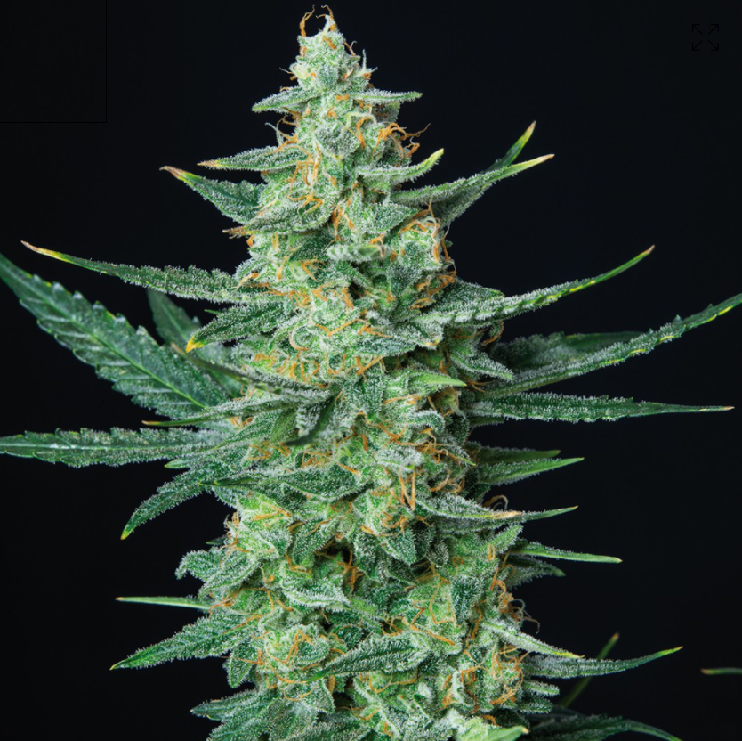 Buddha Seeds Vesta Auto Feminisiert Autoflower