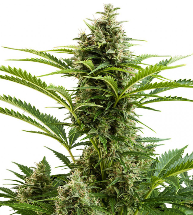 Buddha Seeds Vesta Auto Feminisiert Autoflower