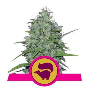 Royal Queen Seeds Skunk XL, regulär