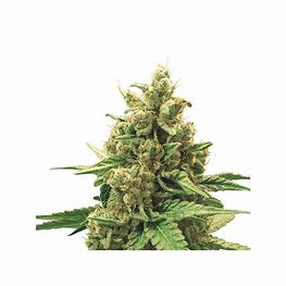 Royal Queen Seeds Watermelon Automatic, Feminisierte Autoflower