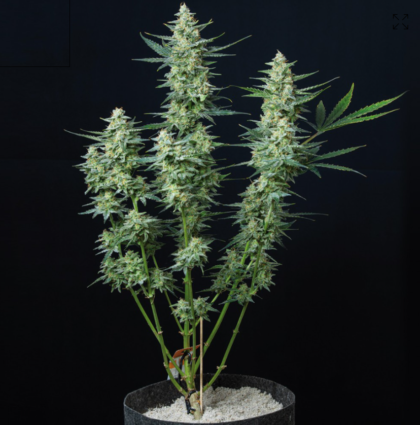 Buddha Seeds Vesta Auto Feminisiert Autoflower