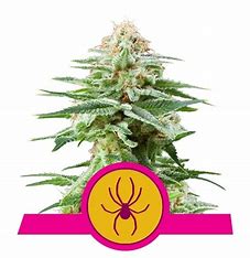 Royal Queen Seeds White Widow, regulär