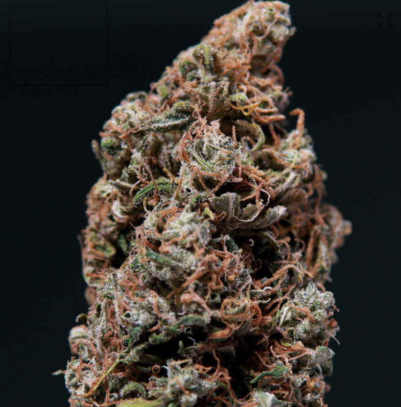 Buddha Seeds White Dwarf Feminisiert Autoflower