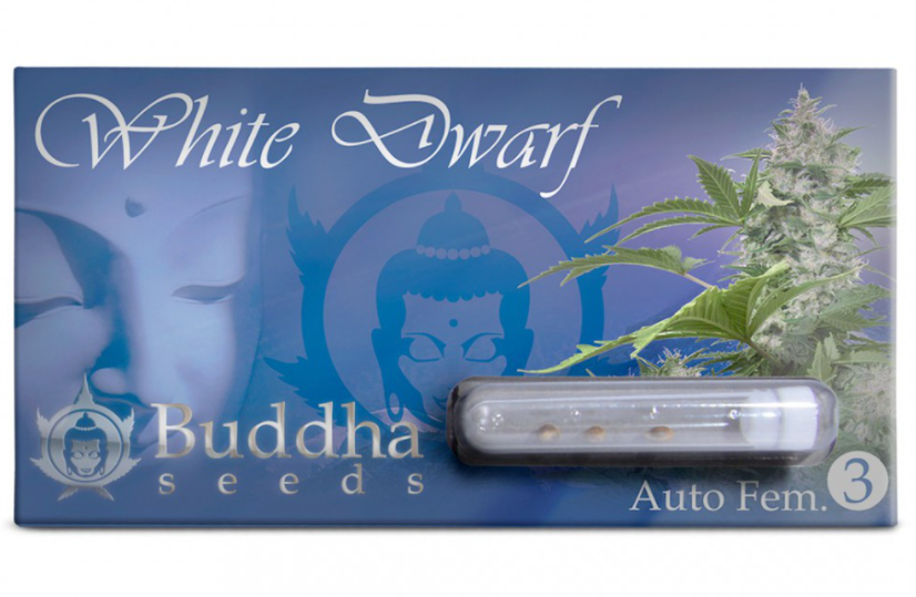 Buddha Seeds White Dwarf Feminisiert Autoflower