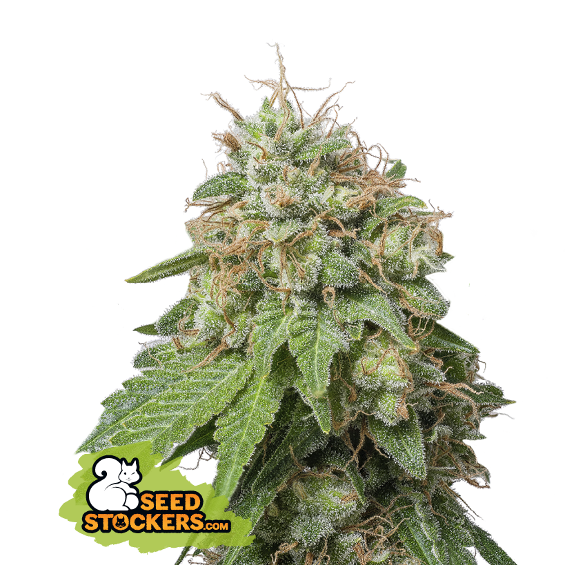 Seedstockers Green Crack Auto Feminisiert Autoflower