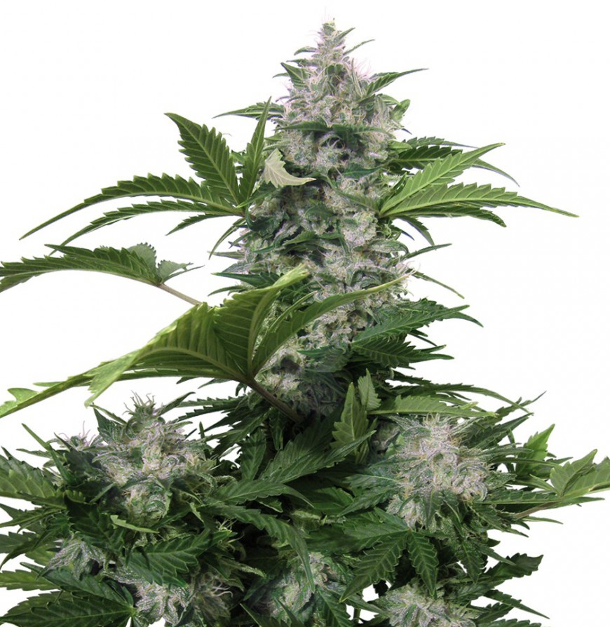 Buddha Seeds White Dwarf Feminisiert Autoflower