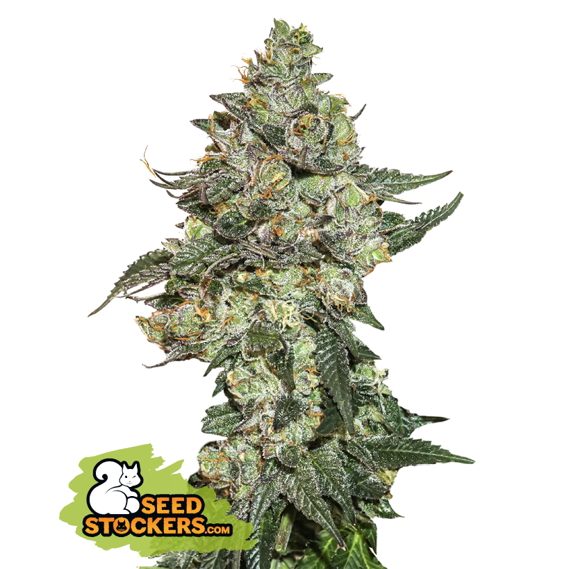 Seedstockers Girl Scout Cookies Auto Feminisiert Autoflower