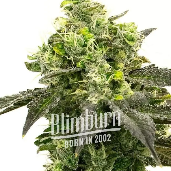 Blimburn Seeds Auto Gorilla Glue Feminisiert Autoflower