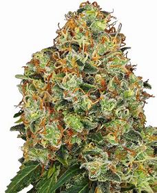 Sensi Seeds 420 Punch, Feminisiert, 10 Stk