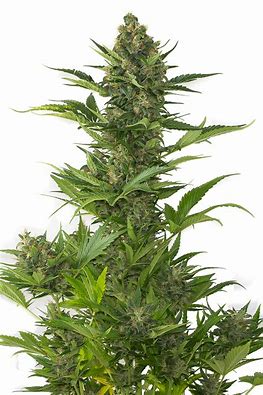 Sensi Seeds Sensi Amnesia XXL Autoflowering, feminisierte Autoflower