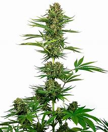 Sensi Seeds Satin Black Domina CBD, Feminisiert, 5 Stk