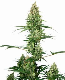 Sensi Seeds Silver Fire, Feminisiert, 5 Stk