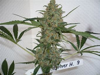 Sensi Seeds Silver Haze feminisiert